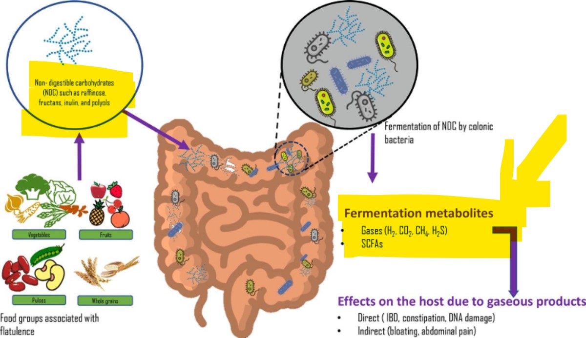 Foods That Trigger Gas in Our Colon: Understanding the Science Behind Digestive